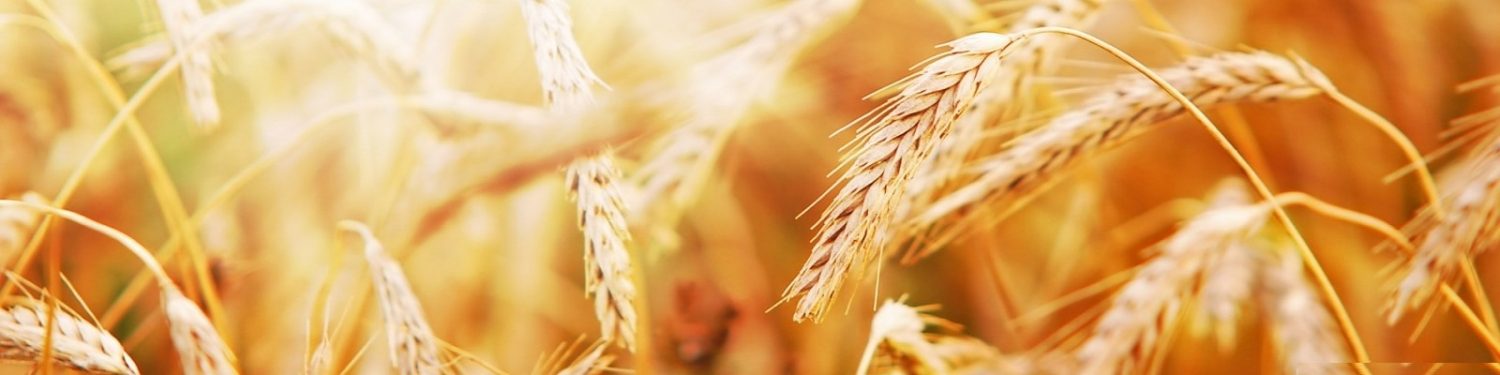 Homemade Organic Sourdough Bread